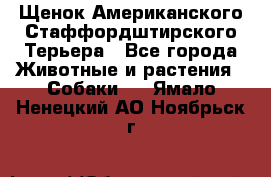 Щенок Американского Стаффордштирского Терьера - Все города Животные и растения » Собаки   . Ямало-Ненецкий АО,Ноябрьск г.